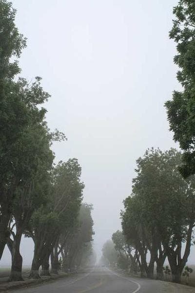 O Silêncio das Mariposas